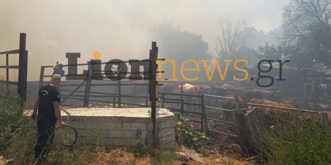 Φωτιά στην Οινούσσα Σερρών
