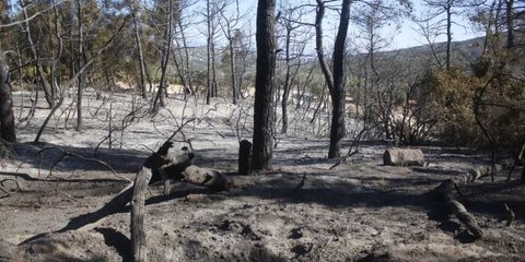 WWF: Κάηκαν από 180.000 στρέμματα σε λίγες μέρες στην Ελλάδα -Κίνδυνος μόνιμης υποβάθμισης σε ευαίσθητα οικοσυστήματα