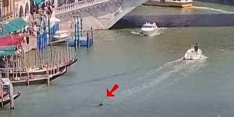 Δελφίνι κολυμπά στο Μεγάλο Κανάλι της Βενετίας