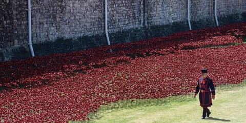 Η τάφρος του Πύργου του Λονδίνου «κοκκινίζει» σταδιακά. Στο χώρο θα τοποθετηθούν συνολικά 888.246 παπαρούνες, στη μνήμη των πολιτών της Μεγάλης Βρετανίας που έχασαν τη ζωή τους στον Α' Παγκόσμιο πόλεμο. Φέτος συμπληρώνονται 100 χρόνια από το ξέσπασμα του 