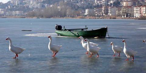 Χήνες στην παγωμένη λίμνη της Καστοριάς