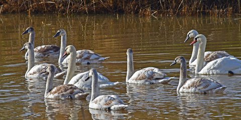 Πανέμορφοι κύκνοι στο Ναύπλιο