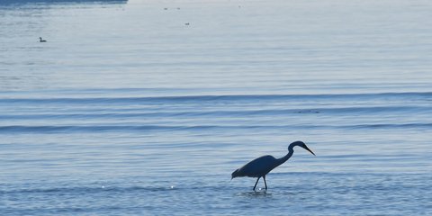 Ενας λευκός ερωδιός στο Ναύπλιο