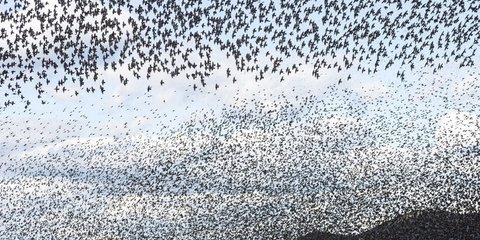 Ενα «σύννεφο» από πτηνά