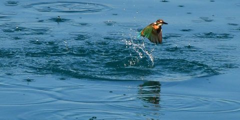 Μια Αλκυόνη στο Ναύπλιο