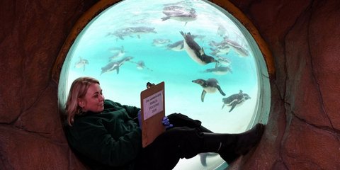 Μετρώντας τους πιγκουίνους