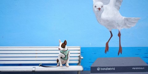 Ο σκύλος και ο γλάρος