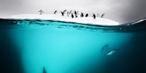 O ζωτικός χώρος των πιγκουίνων της Ανταρκτικής μειώνεται δραματικά. Περίπου 300 δισεκατομμύρια τόνοι από πάγο ρευστοποιούνται κάθε χρόνο στους πόλους της Γης, σύμφωνα με τα στοιχεία που συγκέντρωσε την τελευταία δεκαετία περιβαλλοντικός δορυφόρος.