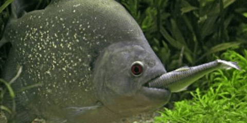 Εντυπωσιακά και θανάσιμα: Γνωρίστε τα 5 πιο επικίνδυνα είδη πιράνχα