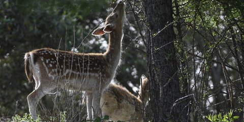 Ελάφια στην Ηλεία