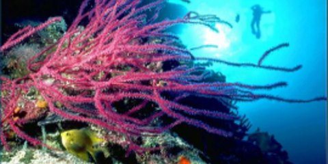 Εντυπωσιακά κοράλλια 700 ετών ανακαλύφθηκαν στο βυθό του Αιγαίου [εικόνες]