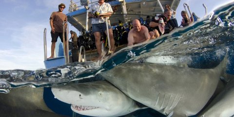 Χαμόγελα πάνω στο σκάφος, κοφτερά δόντια κάτω από αυτή. Ο Αντι Μαρτς έχει βαλθεί να αποδείξει όμως ότι οι καρχαρίες δεν είναι όσο επικίνδυνοι φαντάζουν. Ο 47χρονος Βρετανός φωτογράφος τα τελευταία 15 χρόνια βγάζει κοντινά, φτάνοντας σε απόσταση αναπνοής α