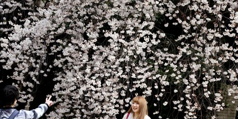 Ιαπωνία: Οι κερασιές ανθίζουν και φέτος -Φωτογραφία: AP Photo/Koji Sasahara