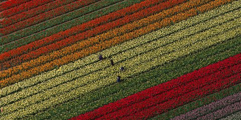 Σε μια περιοχή της Ολλανδίας μόνο, ανθίζουν φέτος την άνοιξη 7 εκατομμύρια τουλίπες - Φωτογραφία: AP Photo/Peter Dejong