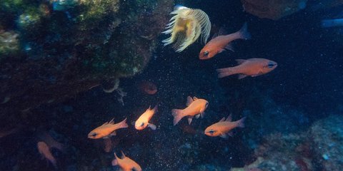 Εντυπωσιακή εικόνα από τον βυθό του Αιγαίου