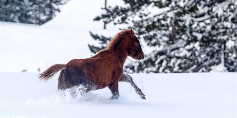 Αγρια άλογα στο χιόνι, κάπου στην Ελλάδα -Φωτογραφία: EUROKINISSI/ KOSTAS VILLA