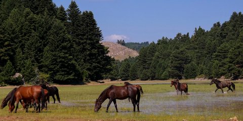 Αγρια άλογα στην ορεινή Κορινθία 