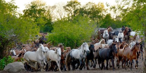Ανω Πορόια Σερρών, «Αλογα της ελληνικής φυλής Πίνδου»