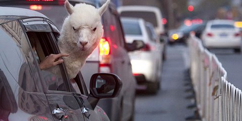 Ενα λάμα κολημμένο στην κίνηση 