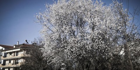Ανθισαν οι αμυγδαλιές