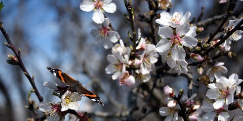 Μπορεί να περιμένουμε χιόνια, όμως... οι πρώτες αμυγδαλιές άνθισαν!