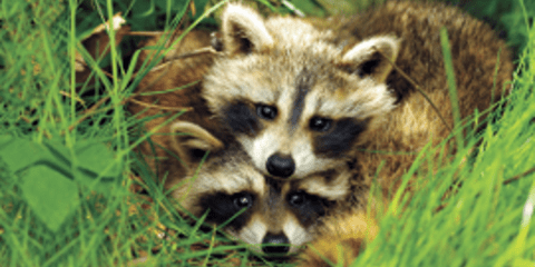 Εκδηλώσεις τρυφερότητας στη φύση - Τα ζώα δίνουν το καλό παράδειγμα [εικόνες]