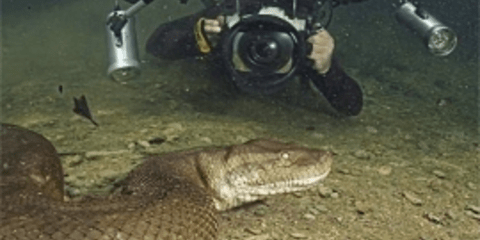 To μεγαλύτερο ανακόντα του κόσμου φωτογράφησε Ελβετός δύτης [εικόνες + βίντεο]