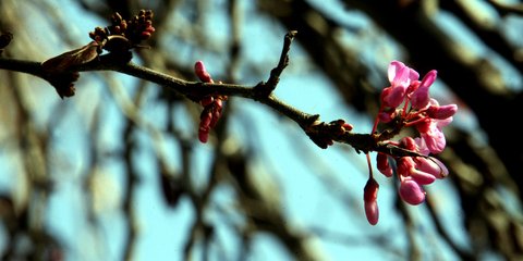 Κι όμως, στο κέντρο της Αθήνας τα πρώτα σημάδια της Ανοιξης έκαναν την εμφάνισή τους...
