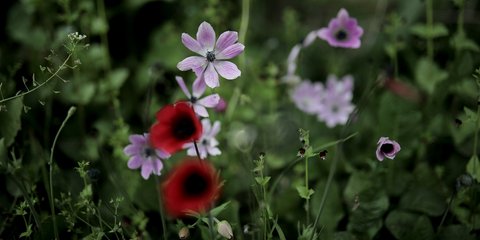 Ανάσταση της Φύσης -Φωτογραφία: Intimenews/ΤΟΣΙΔΗΣ ΔΗΜΗΤΡΗΣ