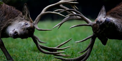 Μοναδικά κόκκινα ελάφια 