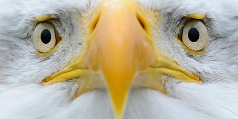 Η selfie ενός αετού... σταρ 