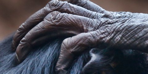 Το απαλό χάδι ενός γορίλα στο κεφάλι ενός άλλου γορίλα στον ζωολογικό κήπο της Φρανκφούρτης -Φωτογραφία: AP Photo/Michael Probst
