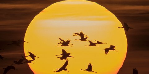  Αποδημητικά πουλιά ξεκινούν το ταξίδι τους προς το Νότο -Φωτογραφία: AP Photo/Jens Meyer