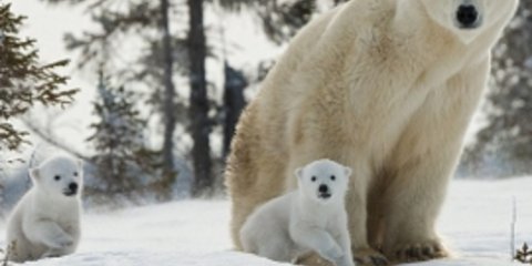 Η πιο στοργική πολική αρκούδα στον κόσμο! [εικόνες]