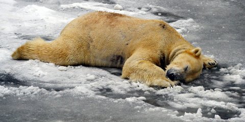 Η πολική αρκούδα απολαμβάνει τον χιονιά στη Γερμανία -Φωτογραφία: Maurizio Gambarini/dpa via AP