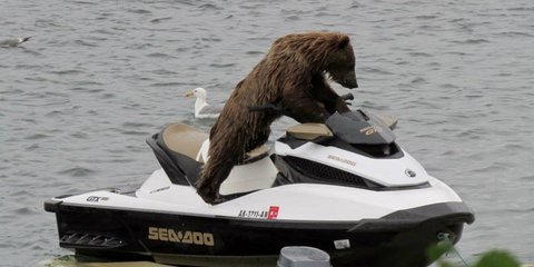 Το καλοκαίρι όλοι έχουν δικαίωμα για ένα μπανάκι. Ακόμα κι αν μιλάμε για μια αρκούδα που κάνει τζετ σκι 