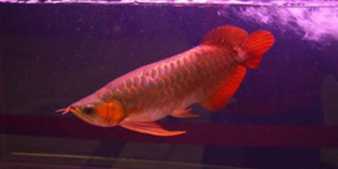 Δείτε το εντυπωσιακό ψάρι - δράκο που φέρνει καλή τύχη [εικόνες]