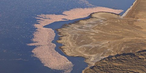 Μία μαγική εικόνα στη λίμνη Μπογκόρια στην Κένυα. Χιλιάδες φλαμίγκο μετατρέπουν σε ροζ τα νερά της αναζητώντας τροφή. Το εκπληκτικό με αυτά τα εντυπωσιακά πτηνά είναι πως στέκονται έτσι ώστε να διαμορφώνουν ακριβώς το σχήμα της ακτογραμμής. 
