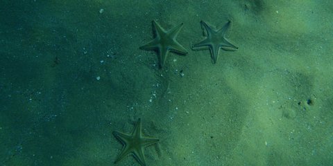 Καιρός για βουτιές και σήμερα... 