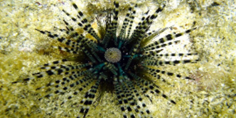 Εντυπωσιακά είδη αχινού που δεν έχετε ξαναδεί [εικόνες]