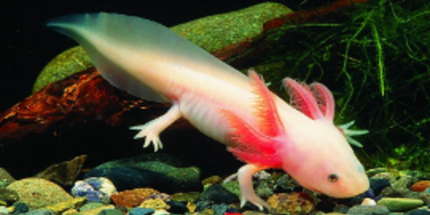Axolotl: Το πιο χαριτωμένο και ασυνήθιστο θαλάσσιο «τέρας» που έχετε δει ποτέ