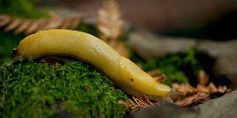 Μία ζωντανή μπανανόφλουδα στις ζούγκλες της Βόρειας Αμερικής [εικόνες] 