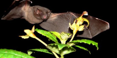 Η σπάνια Νυχτερίδα Anoura Fistulata που... βγάζει γλώσσα [εικόνες + βίντεο]