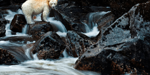 Η Αρκούδα - φάντασμα του Καναδά «συνελήφθη» από το φωτογραφικό φακό [εικόνες]