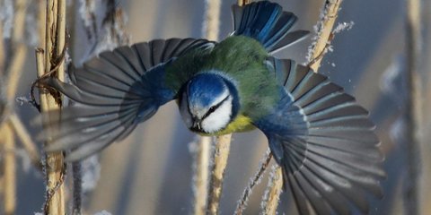  Ψάχνοντας για τροφή στους -19 βαθμούς Κελσίου στη Λευκορωσία -Φωτογραφία: AP Photo/Sergei Grits