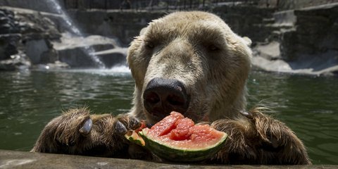 Ο καύσωνας χτύπησε και τον ζωολογικό κήπο του Βελιγραδίου... 