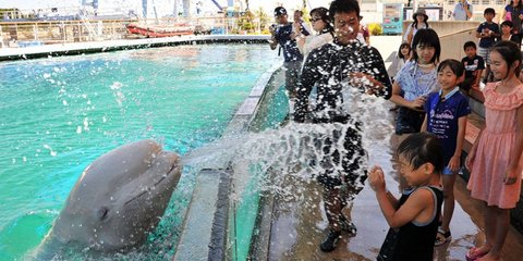 Παίζοντας με τις φάλαινες: Μία Beluga πιτσιλάει ένα Γιαπωνεζάκι στο ενυδρείο της Γιοκοχάμα