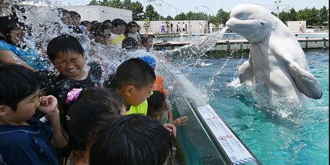 Φάλαινα καταβρέχει επισκέπτες ενυδρείου στο Τόκιο
