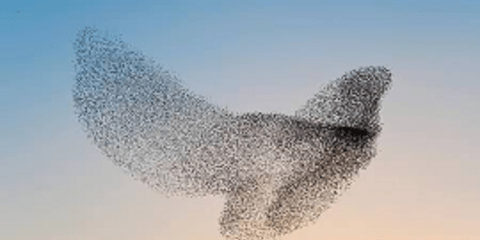 Οι πιο εντυπωσιακοί εναέριοι σχηματισμοί αποδημητικών πτηνών [εικόνες]