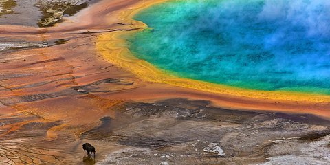 Βίσονες στη Μεγάλη Πρισματική Πηγή, στο Εθνικό Πάρκο Yellowstone, στο Γουαϊόμινγκ. Πρόκειται για τη μεγαλύτερη χρωματική θερμή πηγή στις ΗΠΑ.  